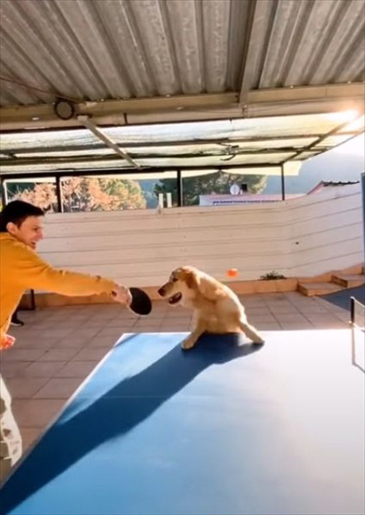 卓球の壁打ちに参加したくて仕方がない様子の犬。ピンポン玉を食い入るように見つめ・・・、落としたボールを拾おうと飼い主さんと競争だ！！