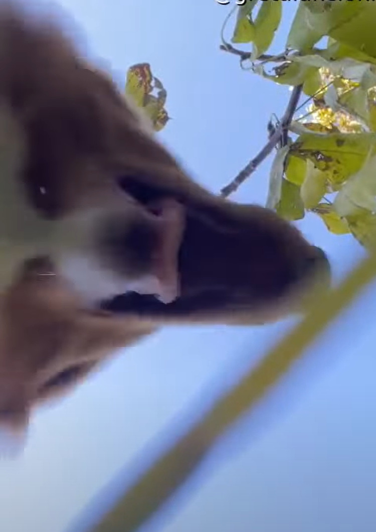 大変だ！犬がカメラをくわえて走って行っちゃった！！後から映像を確認したら、この犬の目線の疾走感ある映像が撮れていました！！