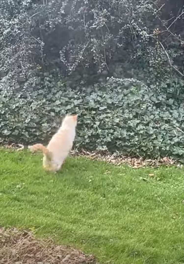 猫のカッコいい姿が見られると思ったのに・・・。獲物を捕らえようとと茂みにダイブする猫。しかしその結末は、シュールかつ哀れなものに・・・