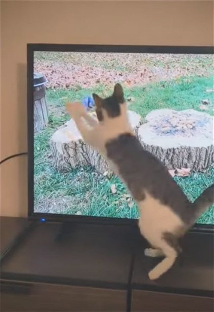 猫が捕まえようとしていたのは、テレビに映る鳥！捕まえられないこの鳥に夢中になりすぎた結果、滑って激しく落ちちゃった・・・