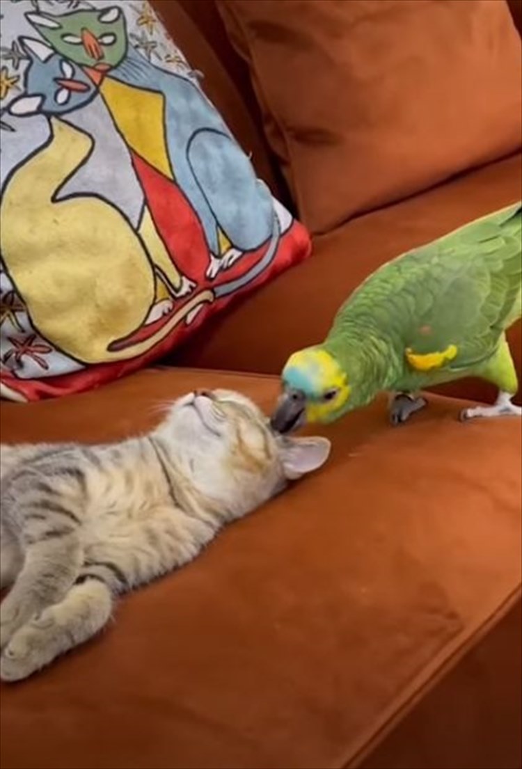 仲良しなインコと猫。インコは猫の毛づくろいをしたり、きょうだいのようにオモチャを取り合ったり！！なんだか毎日にぎやかそう