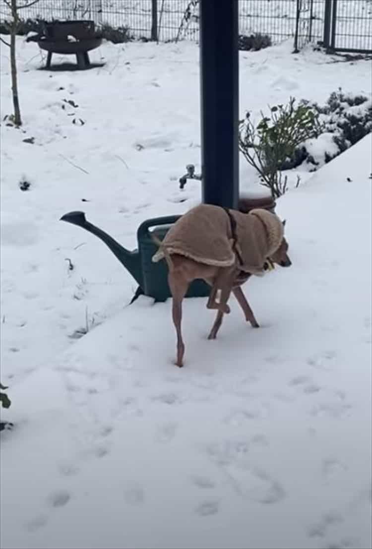 冷たいのが嫌なのは分かるけど、そこまでしなくても・・・。雪で足が冷えないようにと、犬がなんだかスゴい姿勢を披露しました！！