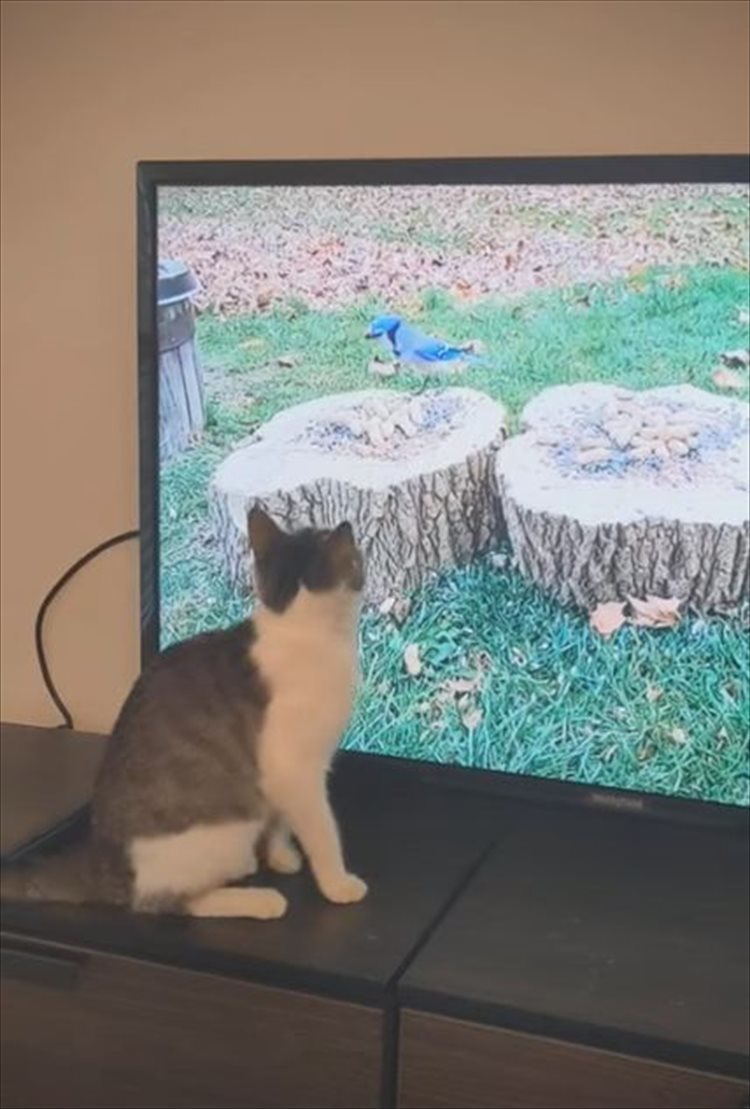 猫が捕まえようとしていたのは、テレビに映る鳥！捕まえられないこの鳥に夢中になりすぎた結果、滑って激しく落ちちゃった・・・