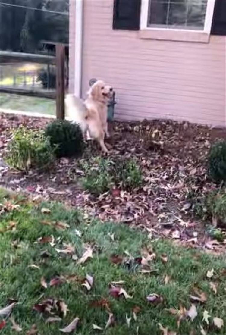 屋根に乗ってしまった愛犬のオモチャ。飼い主さんが回収しようとするけれど、犬だって自分の大切なオモチャなのでなにかお手伝いしたい！！