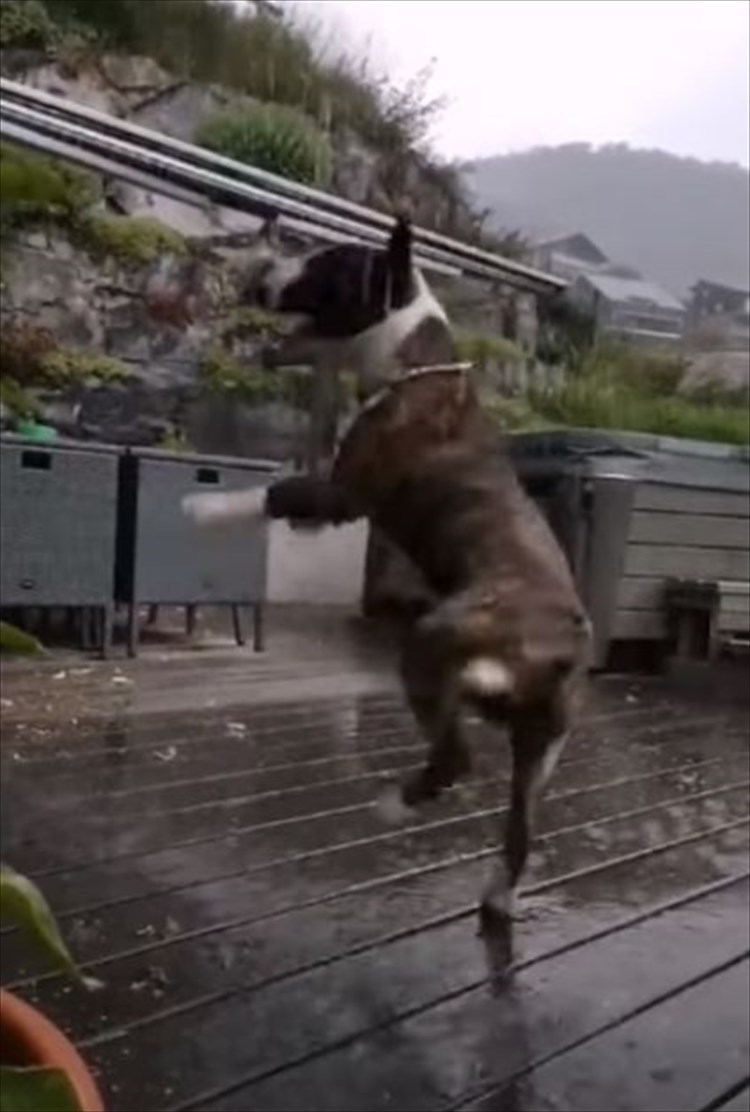 雨の中ウッドデッキではしゃいで遊ぶイングリッシュブルテリア。ところが興奮しすぎたようで・・・、豪快なハプニングが！！