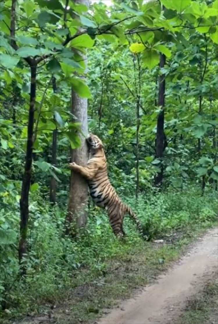 ジャングルで遭遇した巨大なトラ。至近距離なのでなにか起きるかもという怖さもありましたが・・・、トラの方はすっかりリラックスしていました