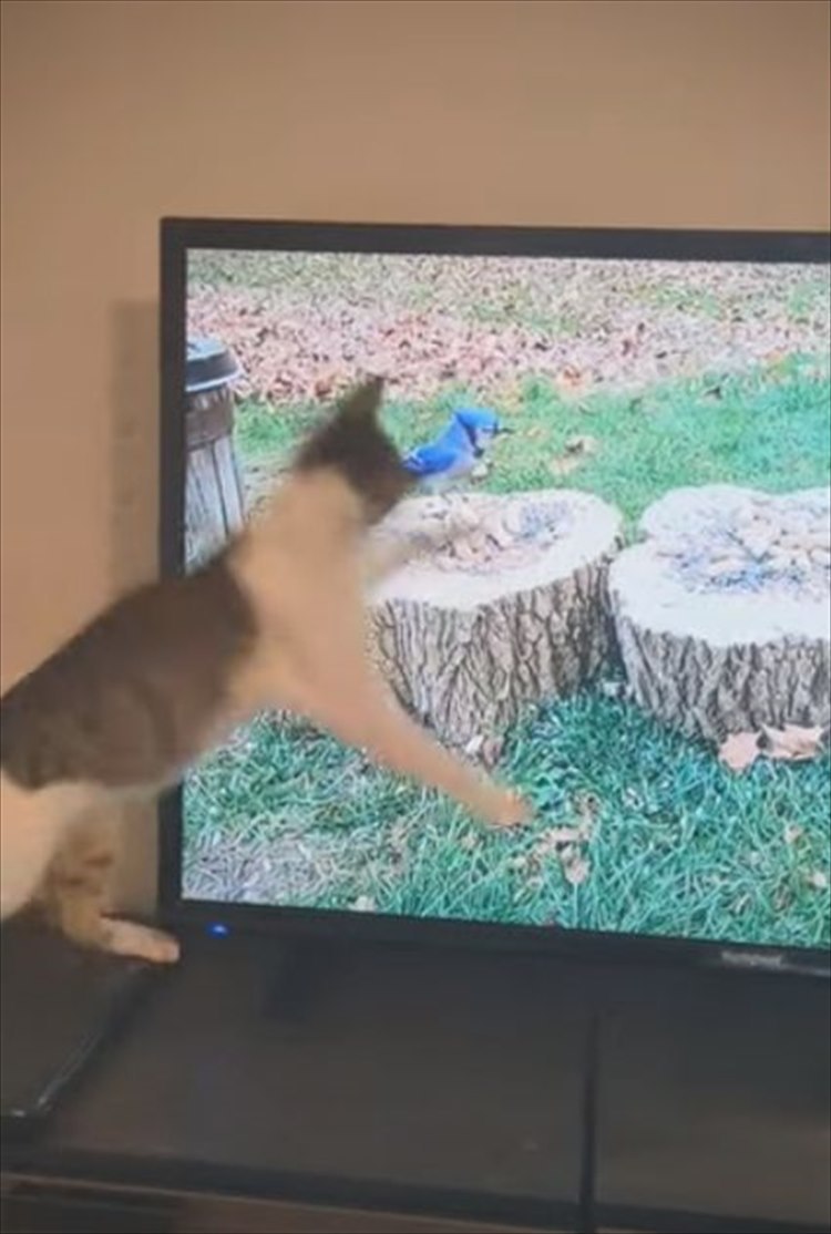 猫が捕まえようとしていたのは、テレビに映る鳥！捕まえられないこの鳥に夢中になりすぎた結果、滑って激しく落ちちゃった・・・