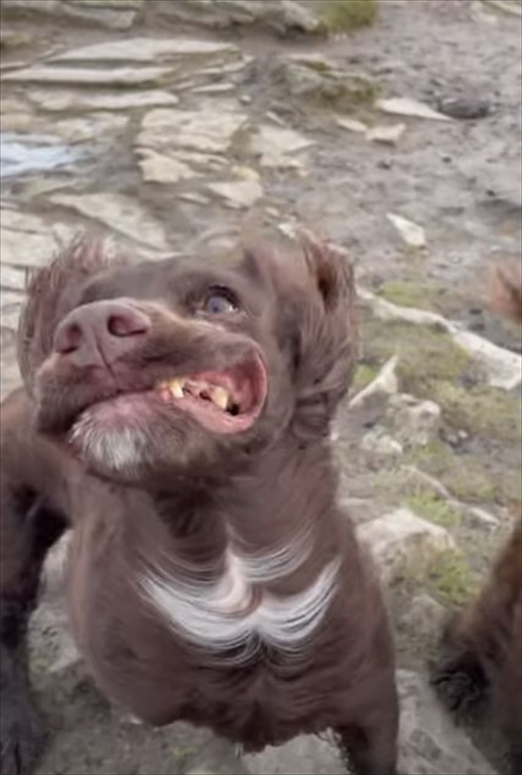 丘の上で体が浮き上がるほどの激しい突風に見舞われた2匹の犬。その顔がなんだかとんでもないことに！！