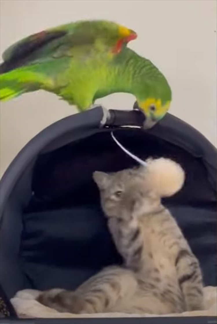 仲良しなインコと猫。インコは猫の毛づくろいをしたり、きょうだいのようにオモチャを取り合ったり！！なんだか毎日にぎやかそう