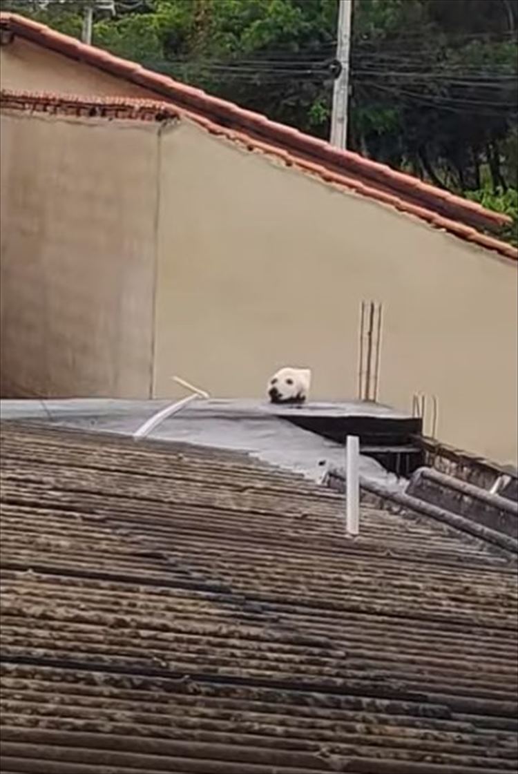 どう見ても犬に見えるけど、実はこれ犬ではなく別の生物なのです！まさかの展開に驚いた！