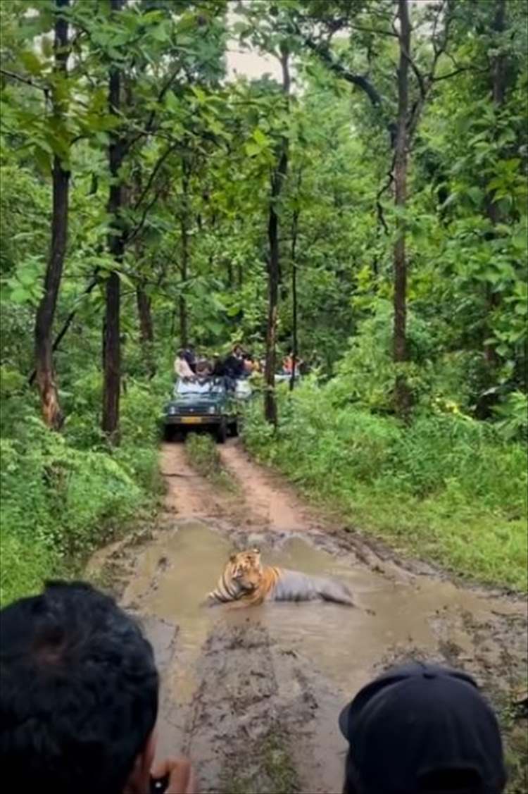 ジャングルで遭遇した巨大なトラ。至近距離なのでなにか起きるかもという怖さもありましたが・・・、トラの方はすっかりリラックスしていました