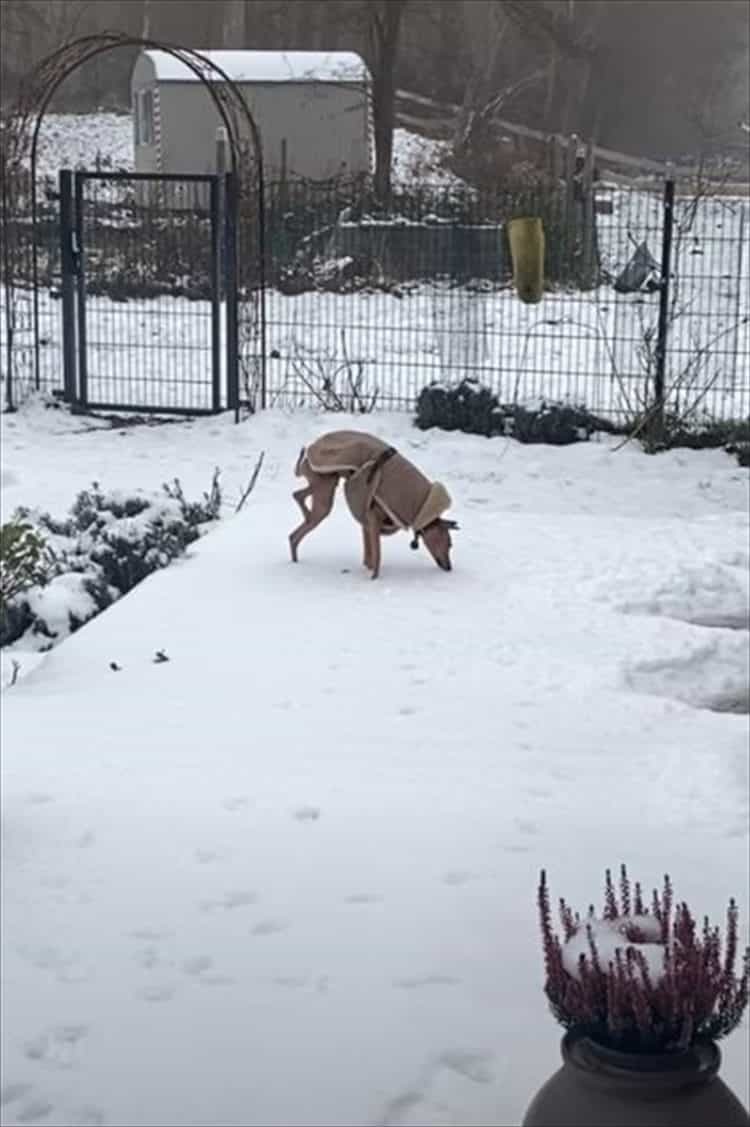 冷たいのが嫌なのは分かるけど、そこまでしなくても・・・。雪で足が冷えないようにと、犬がなんだかスゴい姿勢を披露しました！！