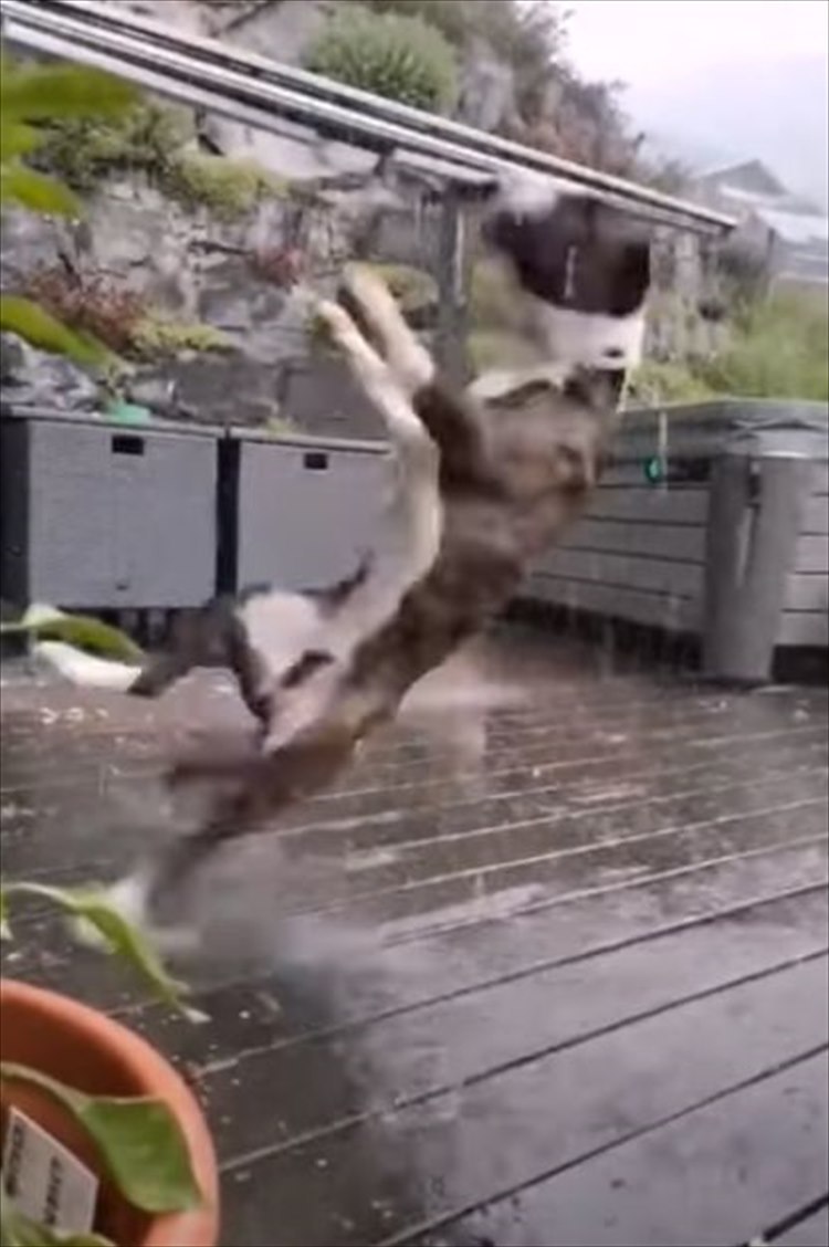 雨の中ウッドデッキではしゃいで遊ぶイングリッシュブルテリア。ところが興奮しすぎたようで・・・、豪快なハプニングが！！