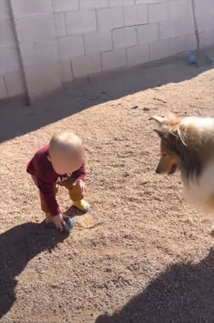 赤ちゃんのペースに合わせて遊ぶやさしい愛犬にほっこり。その後、もう一匹の愛犬が現われ･･･