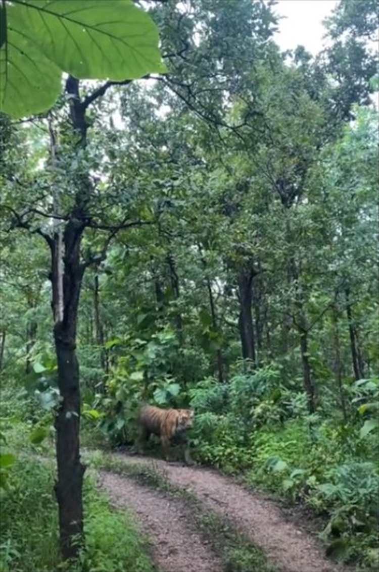 ジャングルで遭遇した巨大なトラ。至近距離なのでなにか起きるかもという怖さもありましたが・・・、トラの方はすっかりリラックスしていました