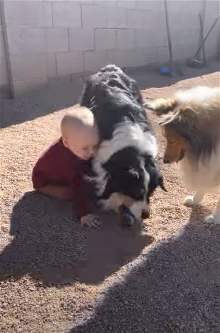 赤ちゃんのペースに合わせて遊ぶやさしい愛犬にほっこり。その後、もう一匹の愛犬が現われ･･･