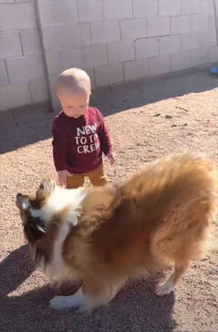 赤ちゃんのペースに合わせて遊ぶやさしい愛犬にほっこり。その後、もう一匹の愛犬が現われ･･･