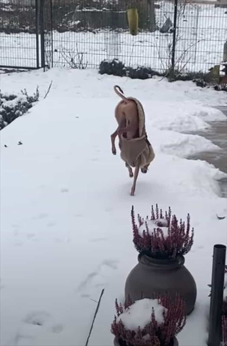 冷たいのが嫌なのは分かるけど、そこまでしなくても・・・。雪で足が冷えないようにと、犬がなんだかスゴい姿勢を披露しました！！