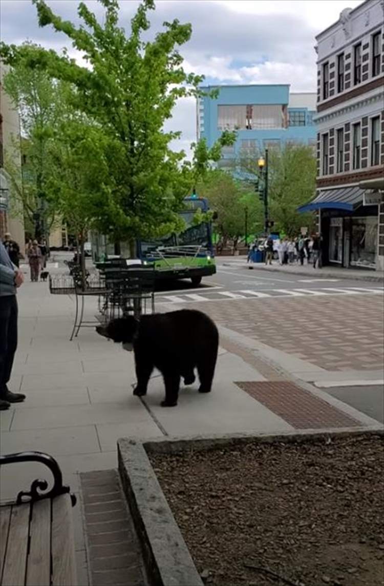 繁華街にクマがあらわれた！・・・と思ったら？右往左往したり、木の陰に隠れたりと人間の街にビクビクしているみたいです【アメリカ・動画】