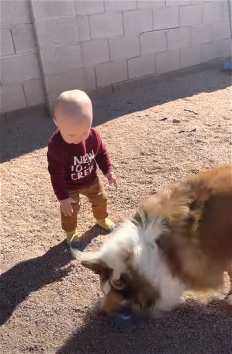 赤ちゃんのペースに合わせて遊ぶやさしい愛犬にほっこり。その後、もう一匹の愛犬が現われ･･･