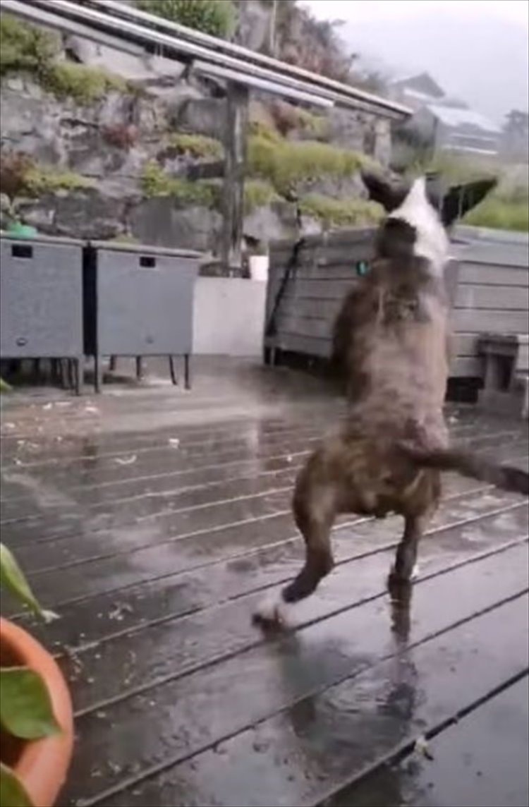 雨の中ウッドデッキではしゃいで遊ぶイングリッシュブルテリア。ところが興奮しすぎたようで・・・、豪快なハプニングが！！