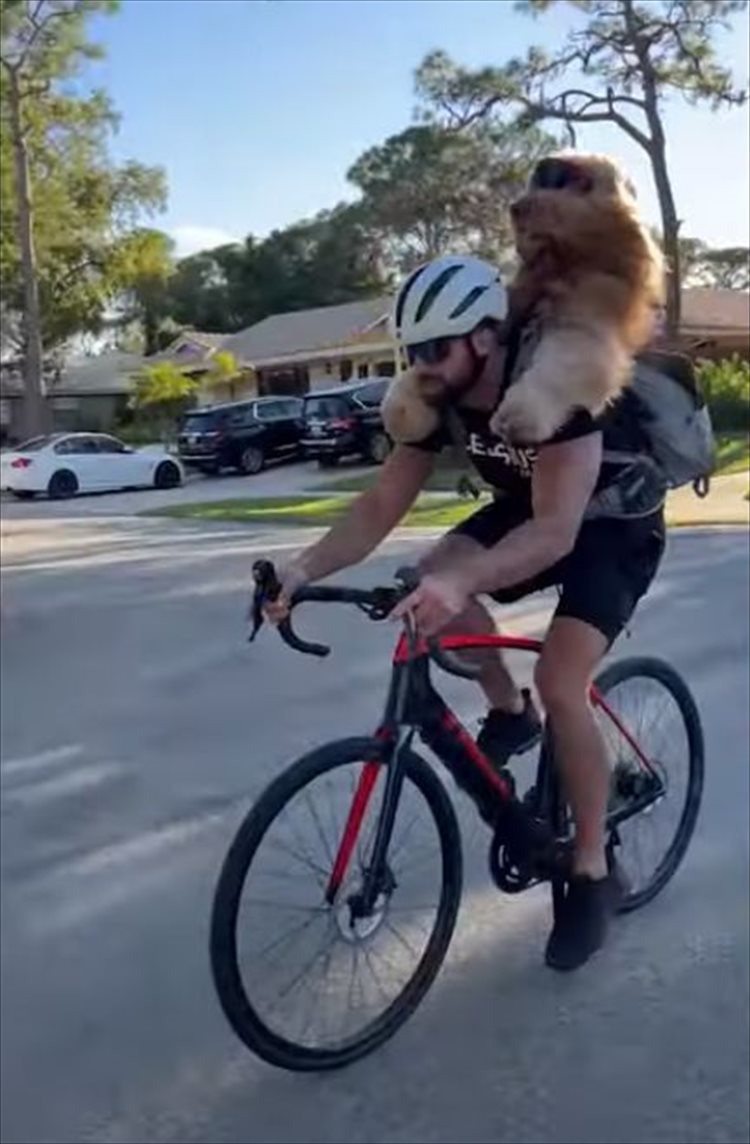 飼い主さんの背中に乗って自転車で冒険の旅へ！サングラスをかけたゴールデンドゥードルは、風を切る姿がキマっています！！