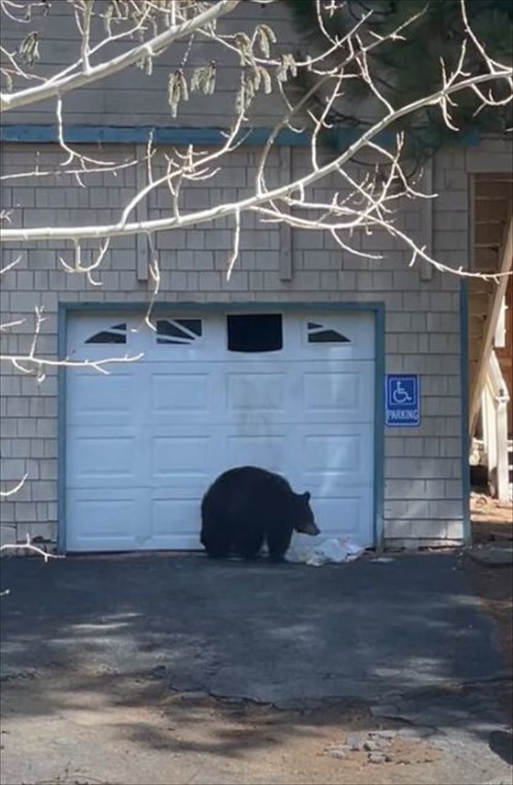 クマがガレージの小さな窓を壊して侵入していた！出たり入ったりしていましたが・・・、体がひっかかり中に入れなくなって退散していきました