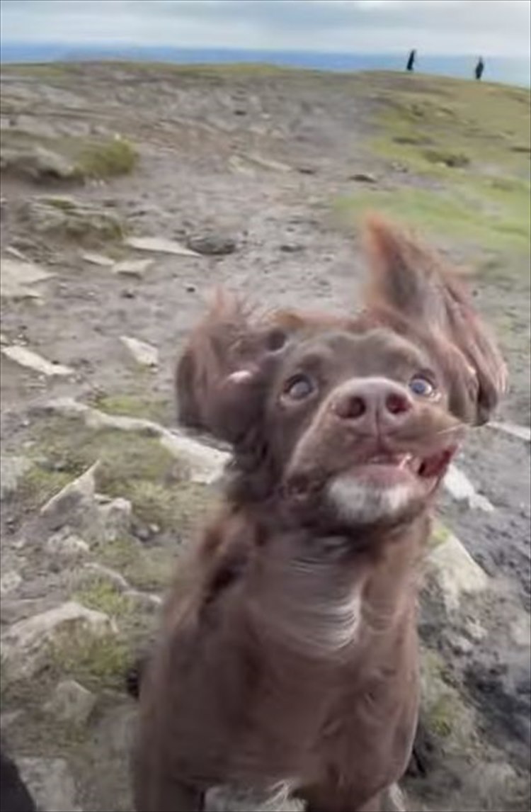 丘の上で体が浮き上がるほどの激しい突風に見舞われた2匹の犬。その顔がなんだかとんでもないことに！！