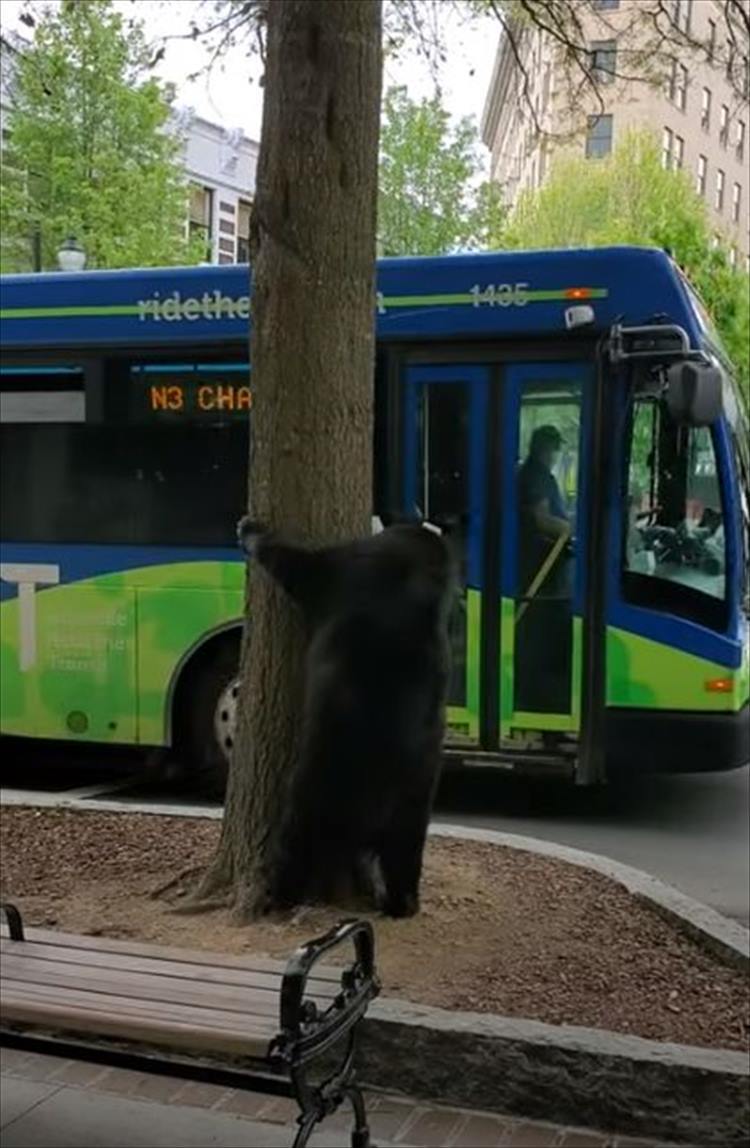 繁華街にクマがあらわれた！・・・と思ったら？右往左往したり、木の陰に隠れたりと人間の街にビクビクしているみたいです【アメリカ・動画】