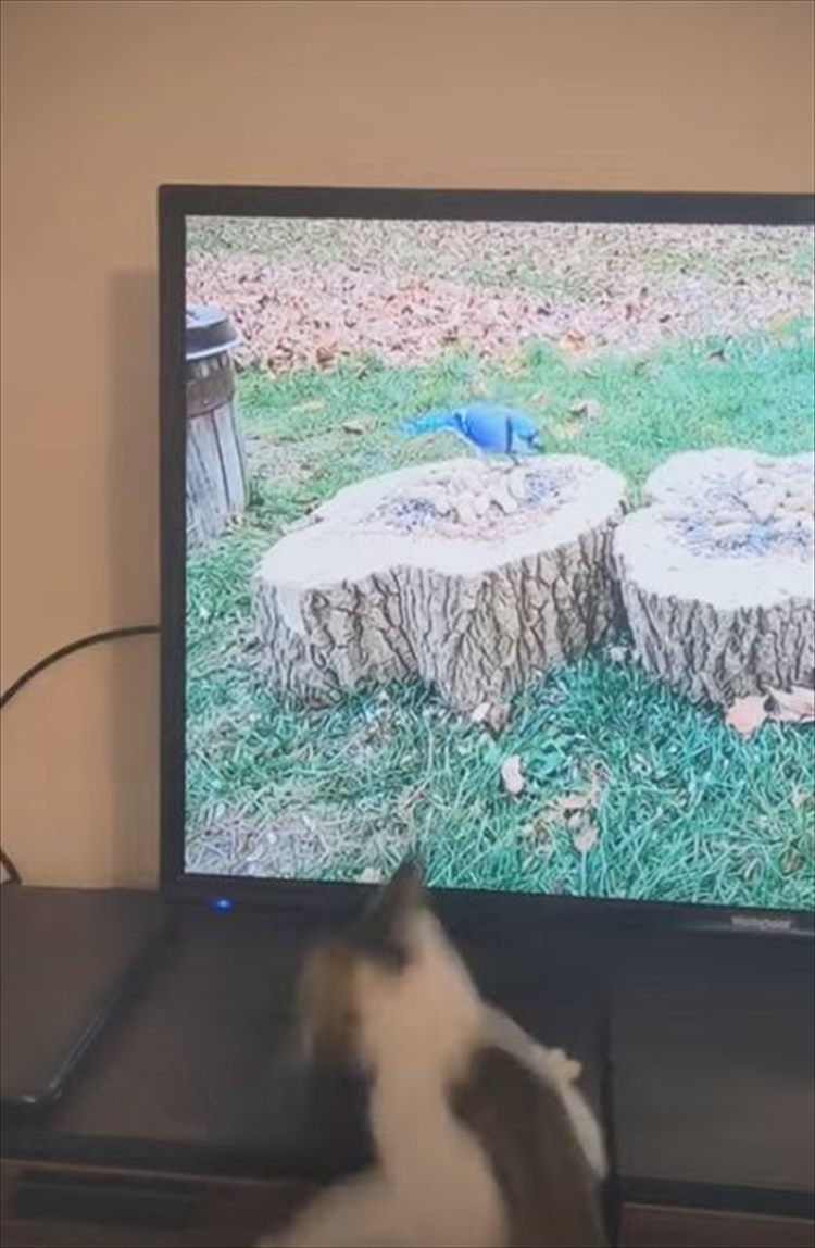 猫が捕まえようとしていたのは、テレビに映る鳥！捕まえられないこの鳥に夢中になりすぎた結果、滑って激しく落ちちゃった・・・