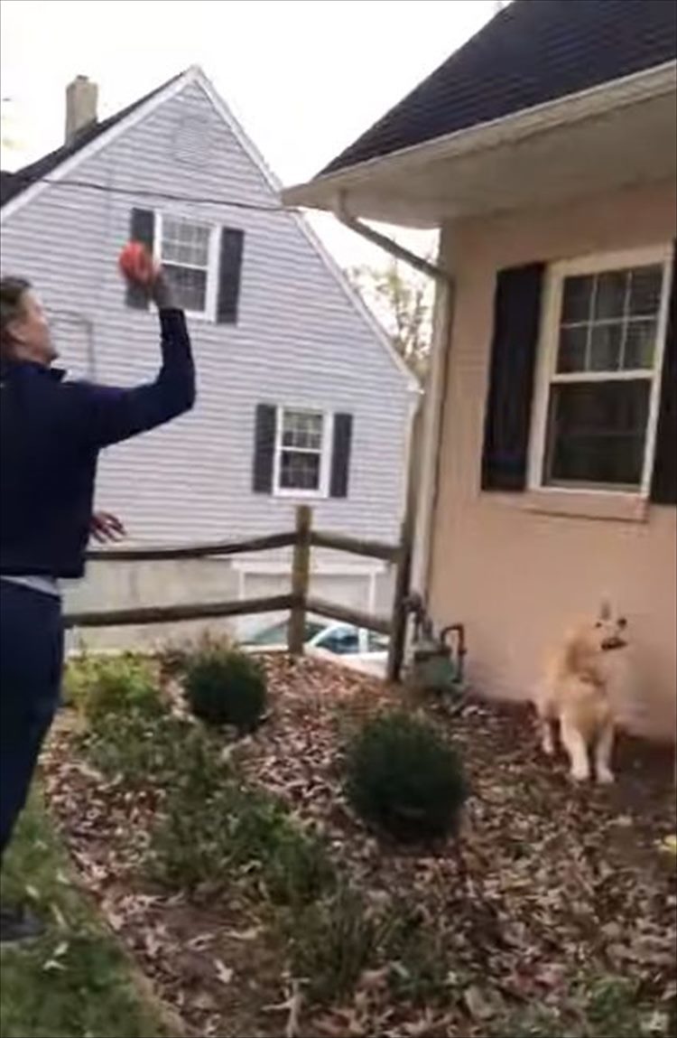 屋根に乗ってしまった愛犬のオモチャ。飼い主さんが回収しようとするけれど、犬だって自分の大切なオモチャなのでなにかお手伝いしたい！！