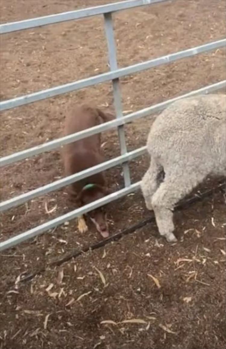 羊の群れを誘導する牧羊犬。その仕事ぶりが、スムーズでカッコいい！