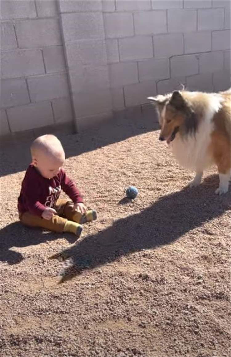 赤ちゃんのペースに合わせて遊ぶやさしい愛犬にほっこり。その後、もう一匹の愛犬が現われ･･･