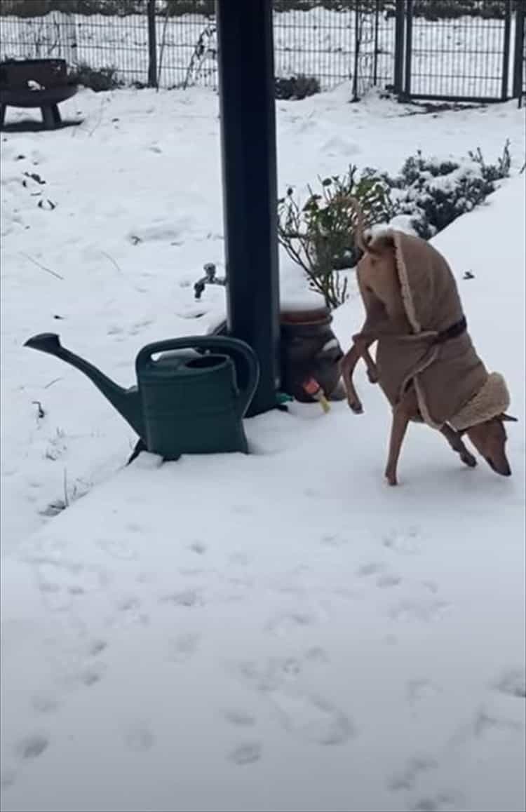 冷たいのが嫌なのは分かるけど、そこまでしなくても・・・。雪で足が冷えないようにと、犬がなんだかスゴい姿勢を披露しました！！