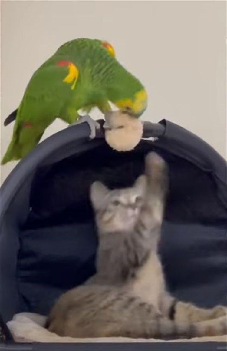 仲良しなインコと猫。インコは猫の毛づくろいをしたり、きょうだいのようにオモチャを取り合ったり！！なんだか毎日にぎやかそう