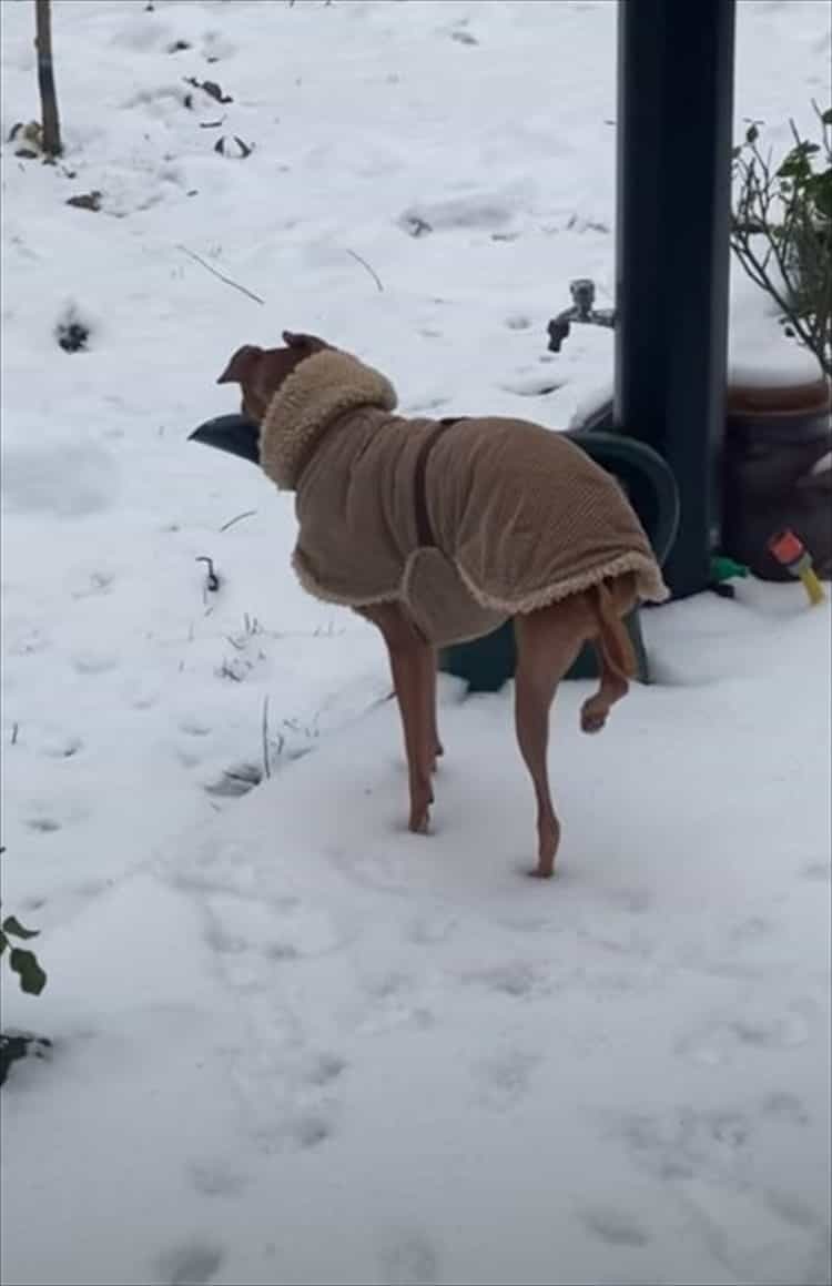 冷たいのが嫌なのは分かるけど、そこまでしなくても・・・。雪で足が冷えないようにと、犬がなんだかスゴい姿勢を披露しました！！