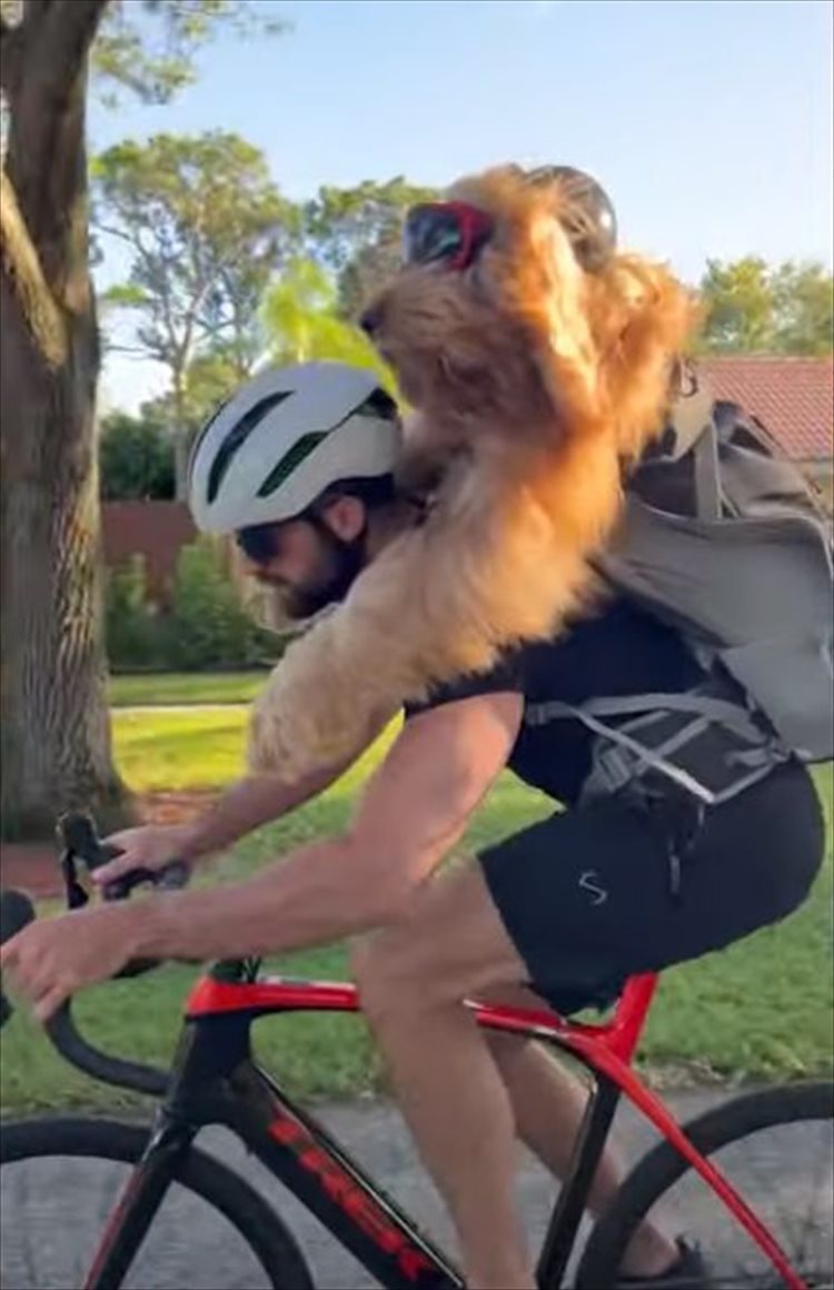 飼い主さんの背中に乗って自転車で冒険の旅へ！サングラスをかけたゴールデンドゥードルは、風を切る姿がキマっています！！