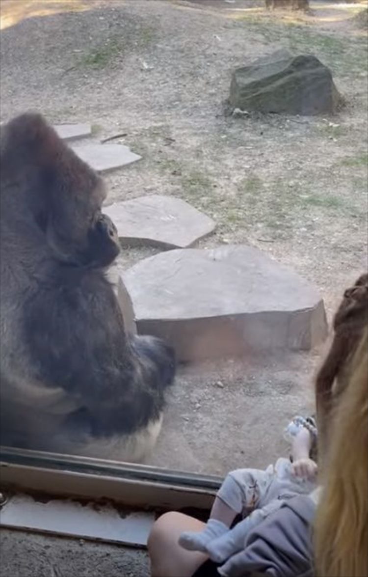 ガラス越しに見せた赤ちゃんへの優しさ。生まれて間もない飼育員さんのお子さんのそばに寄り、温かい眼差しを送るゴリラの姿にほっこり