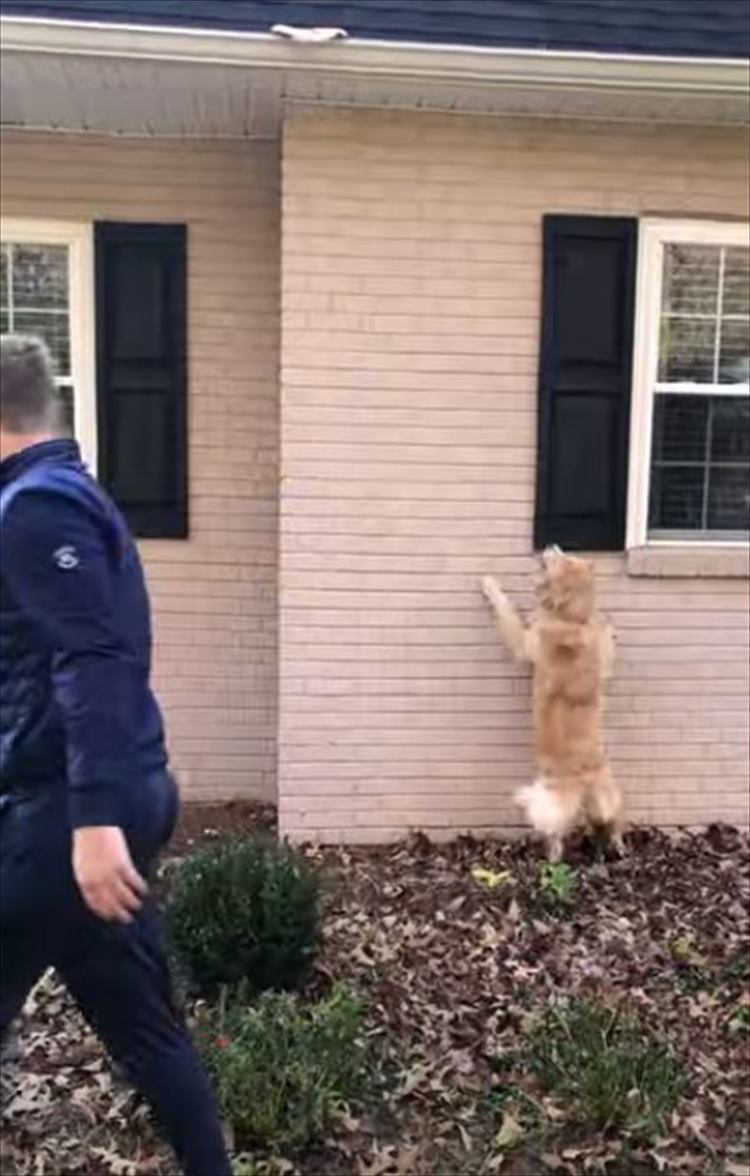 屋根に乗ってしまった愛犬のオモチャ。飼い主さんが回収しようとするけれど、犬だって自分の大切なオモチャなのでなにかお手伝いしたい！！