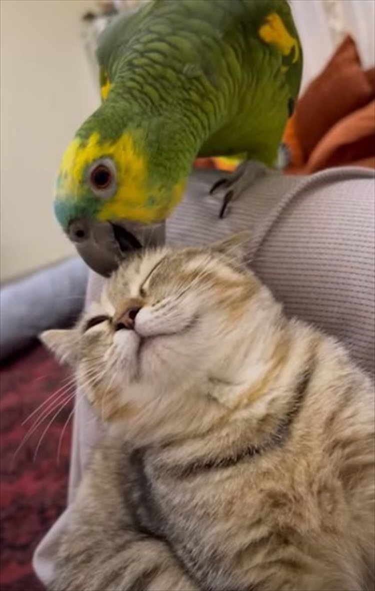 仲良しなインコと猫。インコは猫の毛づくろいをしたり、きょうだいのようにオモチャを取り合ったり！！なんだか毎日にぎやかそう