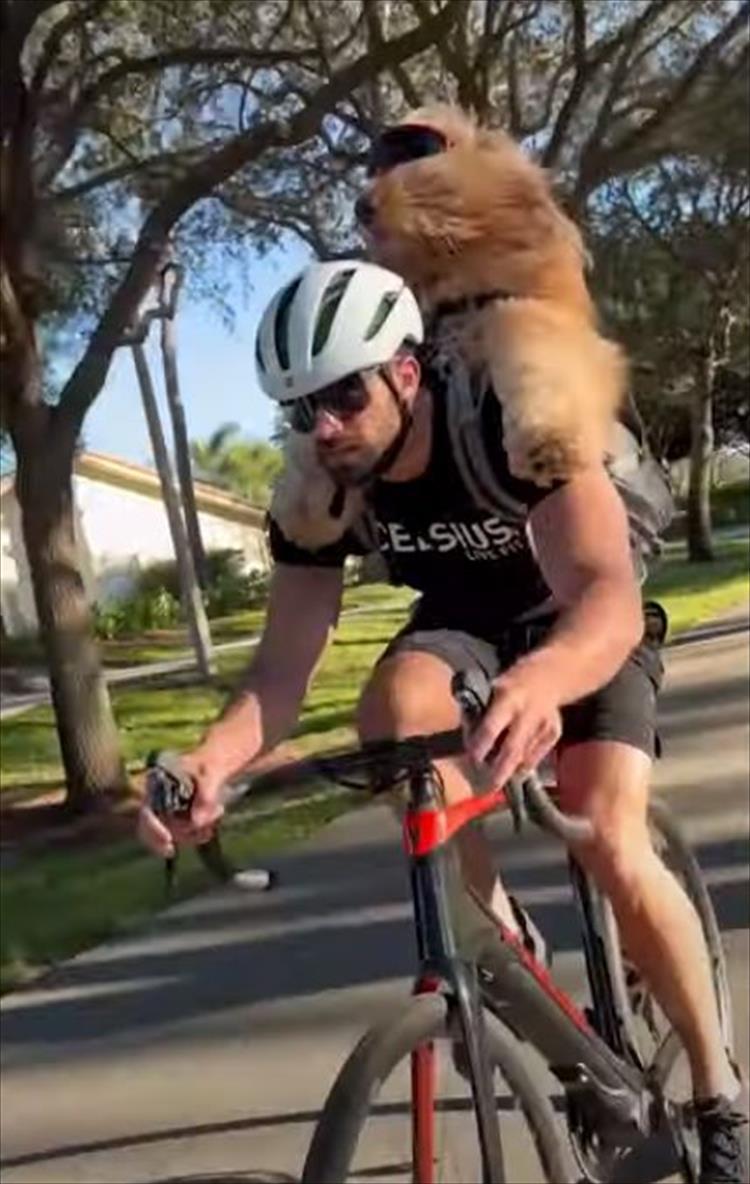 飼い主さんの背中に乗って自転車で冒険の旅へ！サングラスをかけたゴールデンドゥードルは、風を切る姿がキマっています！！