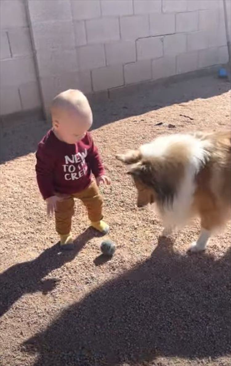 赤ちゃんのペースに合わせて遊ぶやさしい愛犬にほっこり。その後、もう一匹の愛犬が現われ･･･