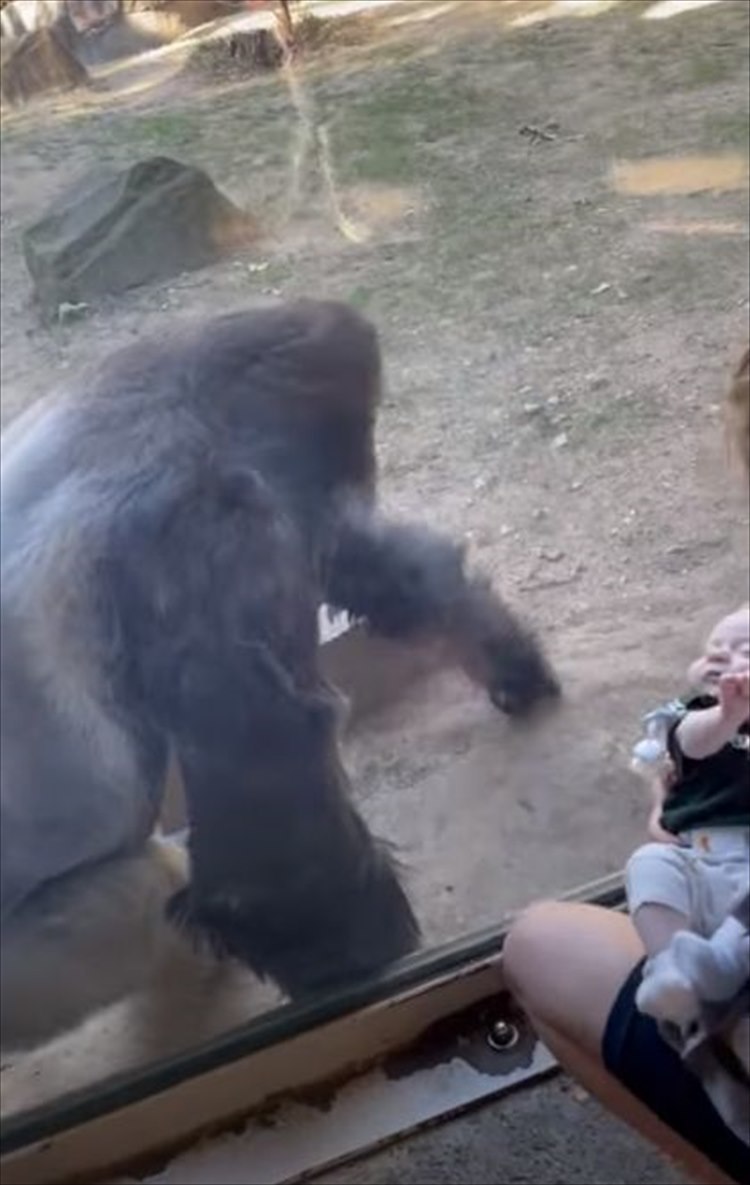 ガラス越しに見せた赤ちゃんへの優しさ。生まれて間もない飼育員さんのお子さんのそばに寄り、温かい眼差しを送るゴリラの姿にほっこり