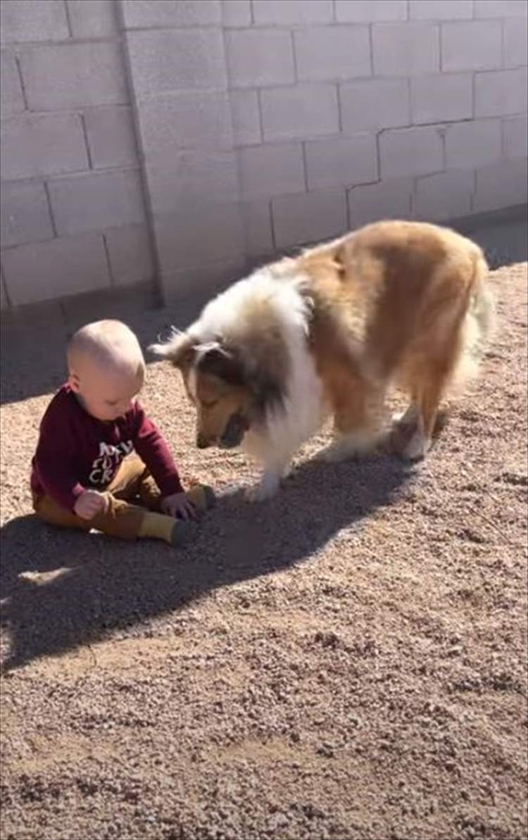 赤ちゃんのペースに合わせて遊ぶやさしい愛犬にほっこり。その後、もう一匹の愛犬が現われ･･･