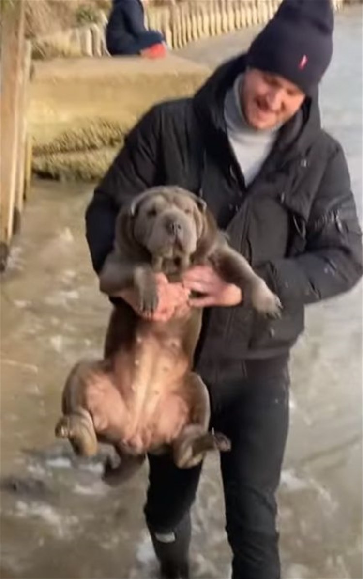 まだ水中にいる気分！？シャーペイが飼い主さんにだっこされて移動しているのですが・・・それでも犬かきを続けているのでした