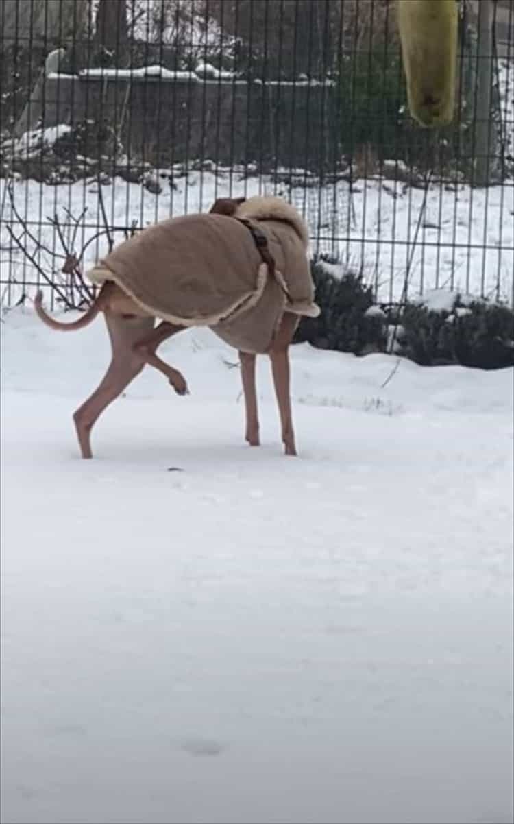 冷たいのが嫌なのは分かるけど、そこまでしなくても・・・。雪で足が冷えないようにと、犬がなんだかスゴい姿勢を披露しました！！