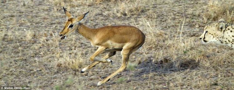 【画像】インパラを襲うどころか戯れて遊ぶ3匹のチーターの貴重なシーン