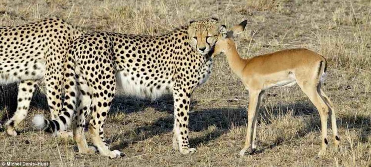 【画像】インパラを襲うどころか戯れて遊ぶ3匹のチーターの貴重なシーン