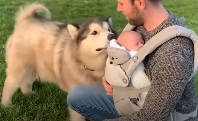 【まるで親のよう】赤ちゃんの誕生を心待ちにしていた愛犬は親心が芽生えたようです