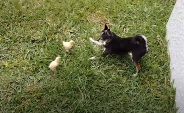 ヒヨコたちが親だと思っているのは、メンドリではなく犬だった！一緒になってチョロチョロ遊び回る光景にほっこり！